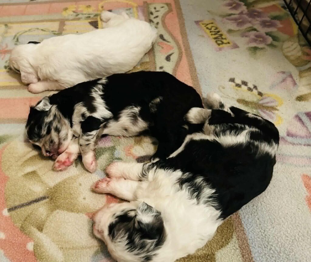 Sheepadoodle Puppies Ontario