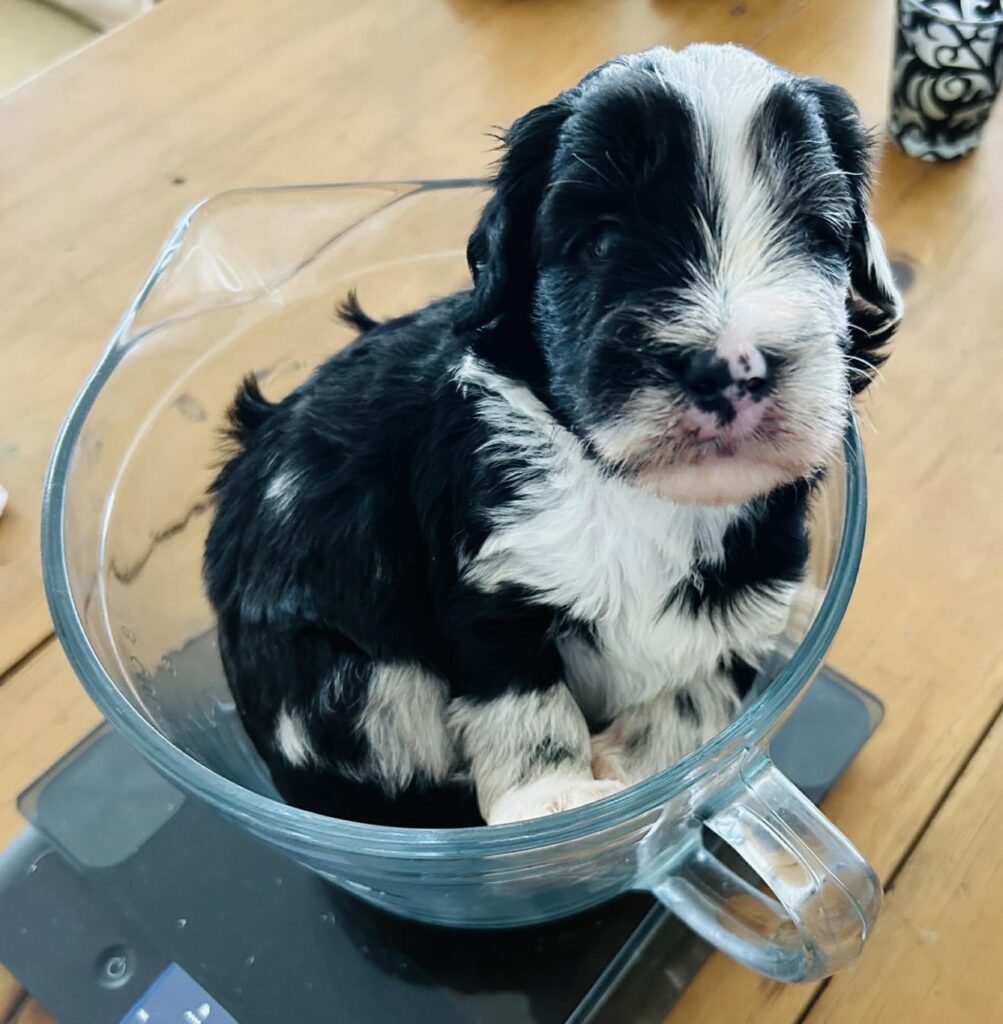Sheepadoodle Puppy Ontario