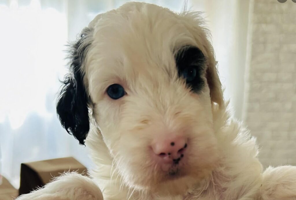 Sheepadoodle Ontario