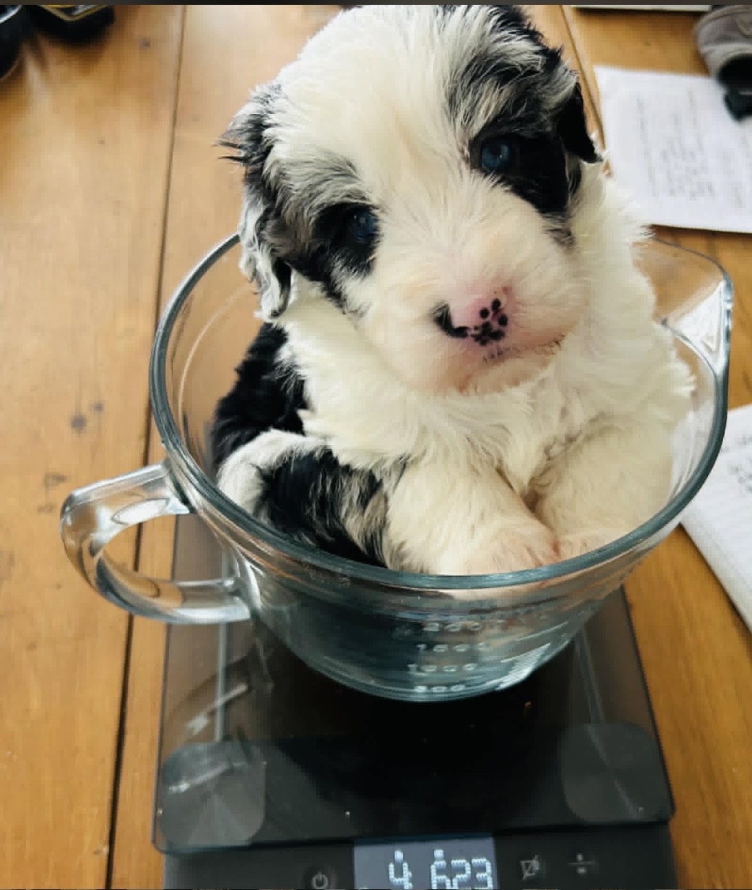 Sheepadoodle Puppy Ontario