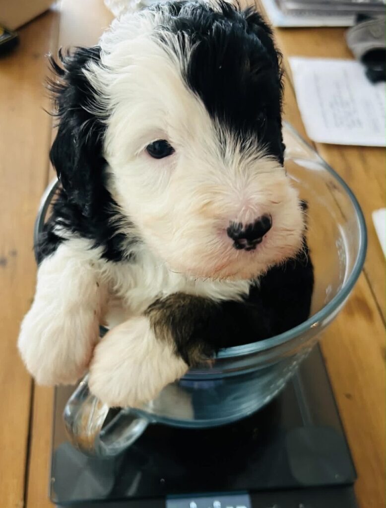 Sheepadoodle Puppy Ontario