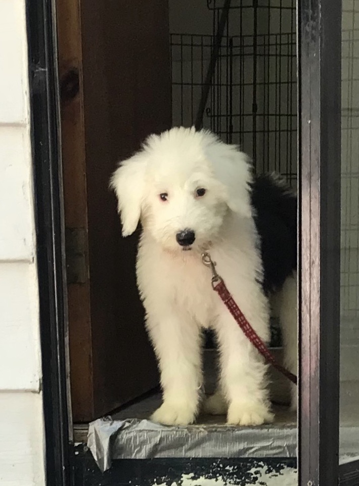 Old English Sheepdog Ontario