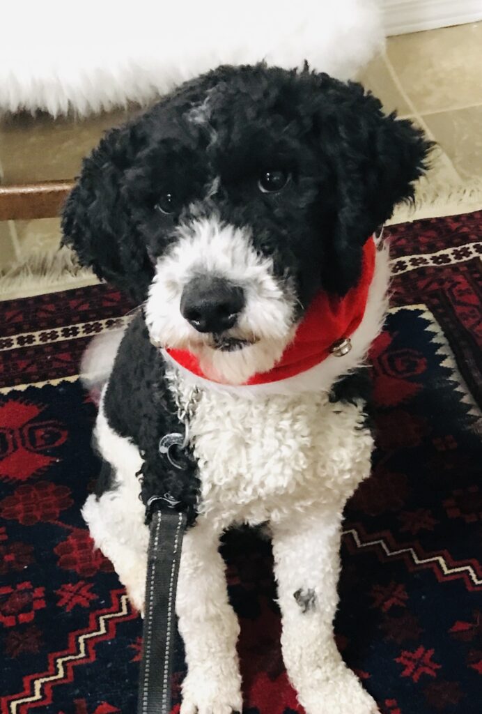 Mini Sheepadoodles in Ontario