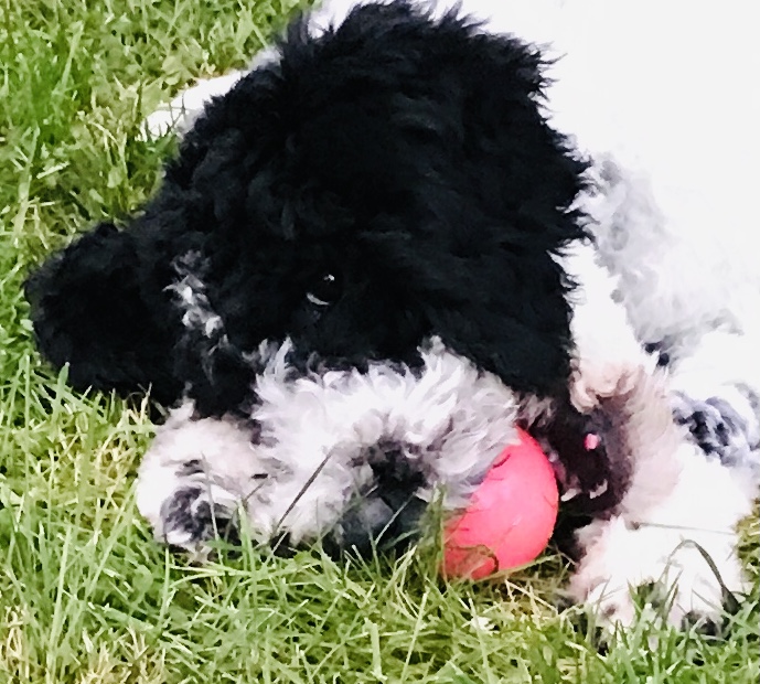 Olde English Goldendoodle Ontario