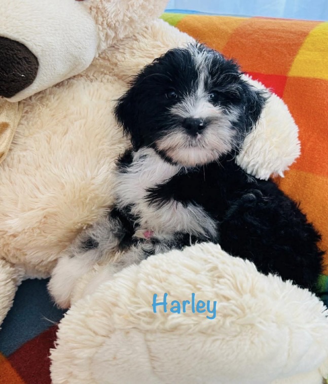Mini Sheepadoodle