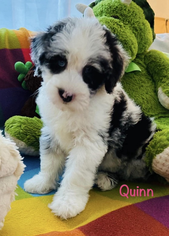 Mini Sheepadoodle