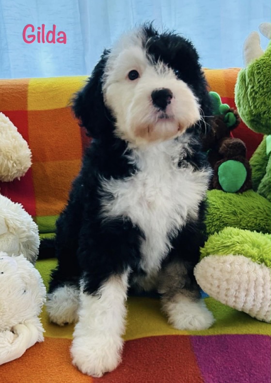 Mini Sheepadoodle Puppy