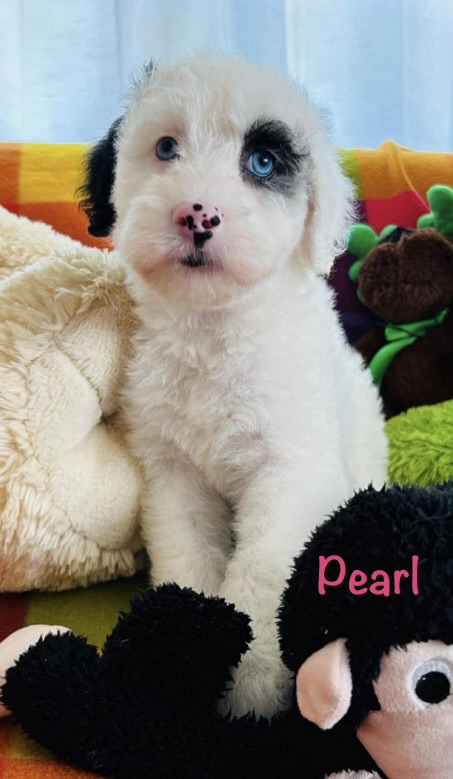 Mini Sheepadoodle