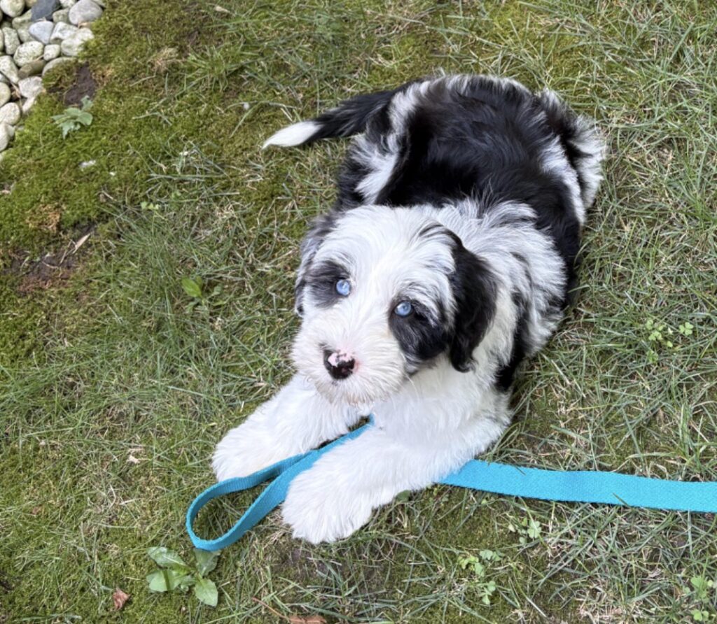 Mini Sheepadoodle