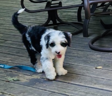 Mini Sheepadoodle