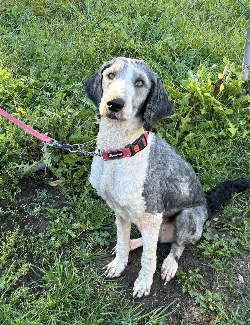 Sheepadoodle in Ontario