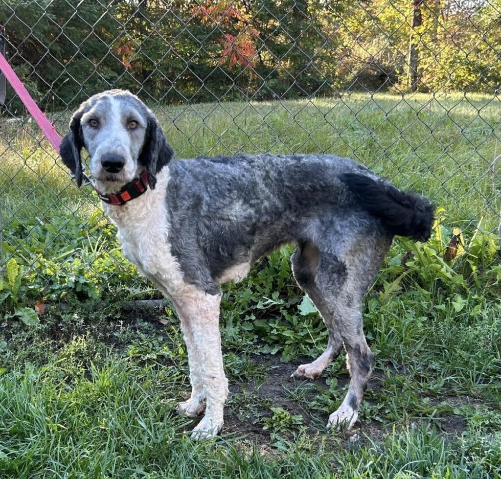 Sheepadoodle