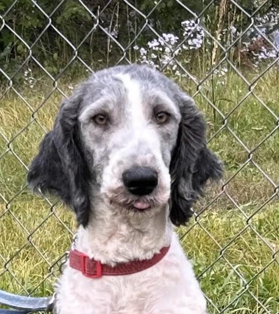 Sheepadoodle in Ontario
